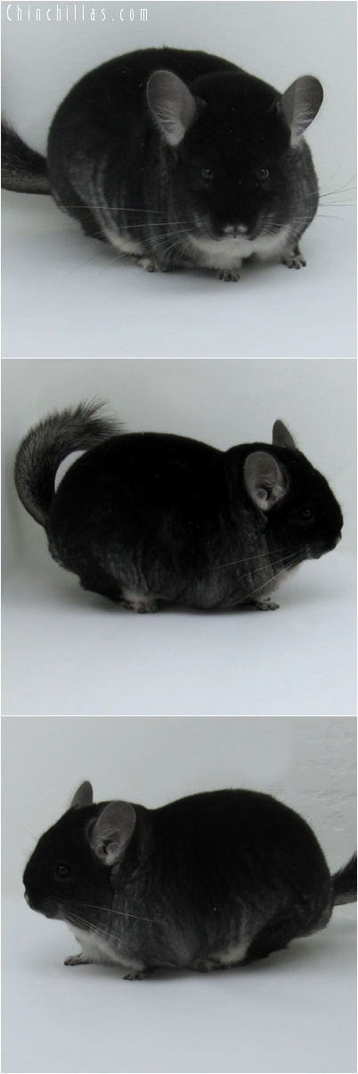 8014 Large Brevi-type Show Quality Black Velvet Female Chinchilla