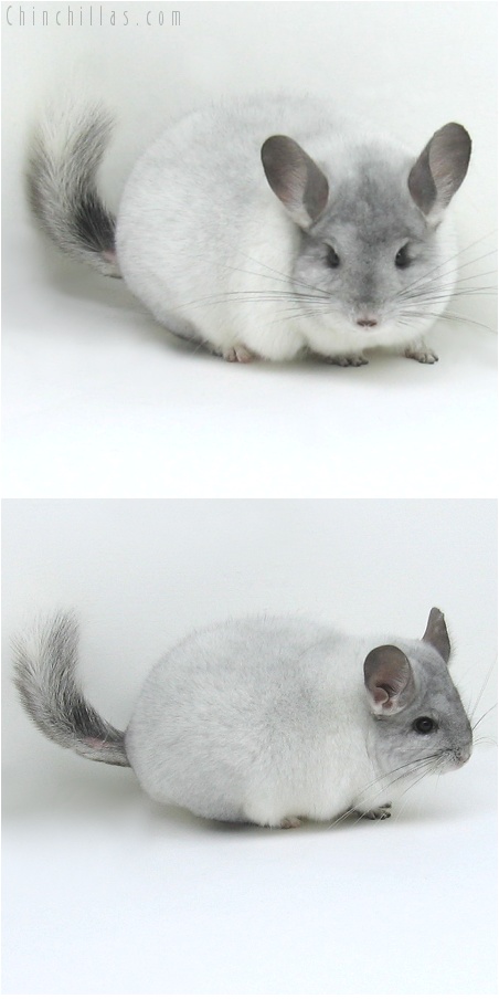 8026 Premium Production Quality White Mosaic Female Chinchilla