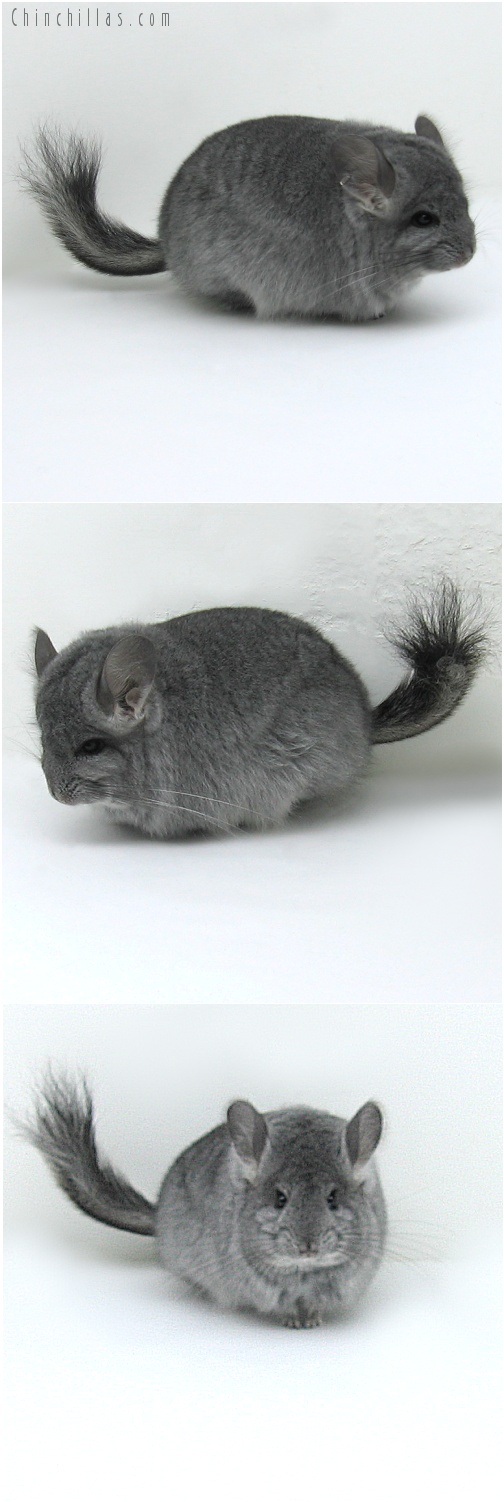 8036 Standard Royal Persian Angora Female Chinchilla