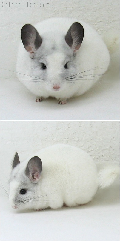 8001 Show Quality White Mosaic Male Chinchilla