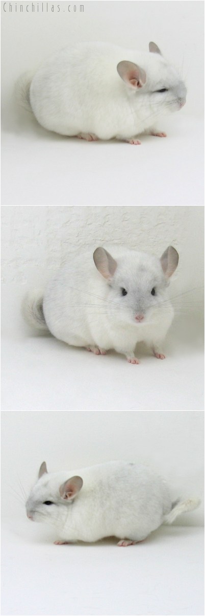 8094 Show Quality Sapphire & White Mosaic Female Chinchilla