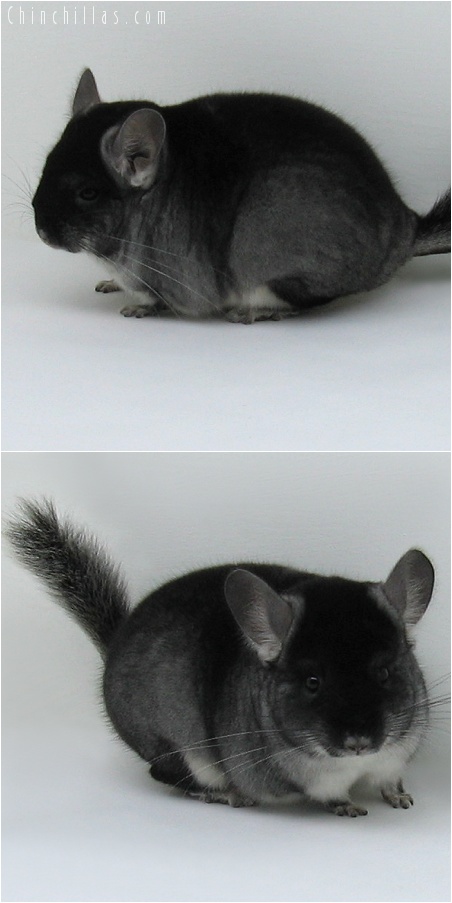 8028 Show Quality Black Velvet ( Sapphire Carrier ) Female Chinchilla