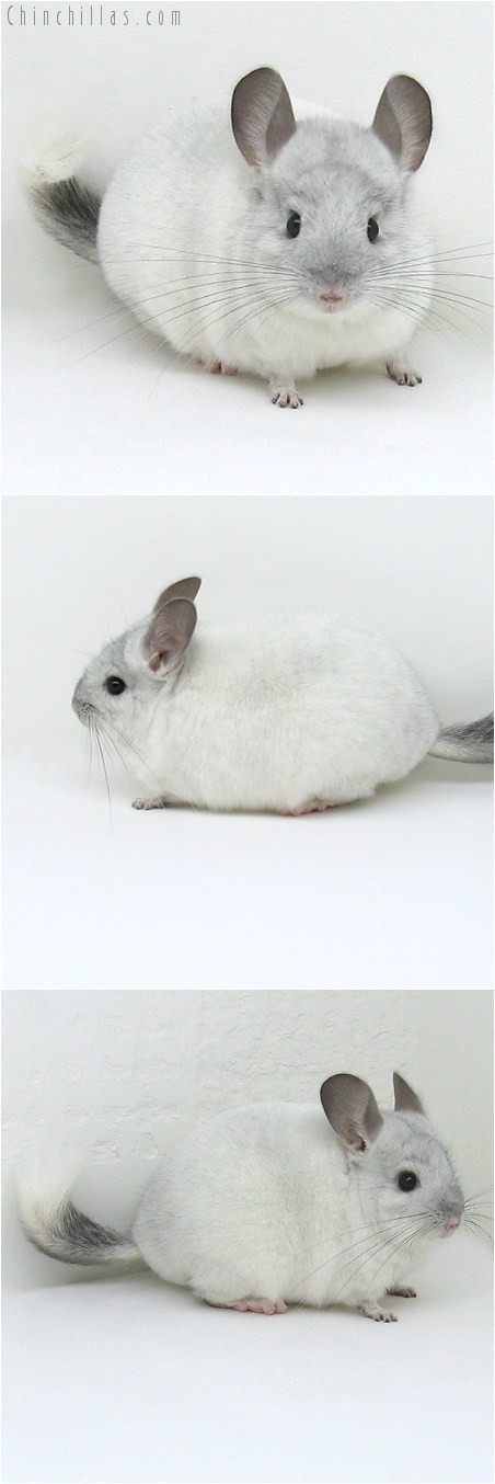 8057 Silver Mosaic ( Sapphire Carrier ) Male Chinchilla