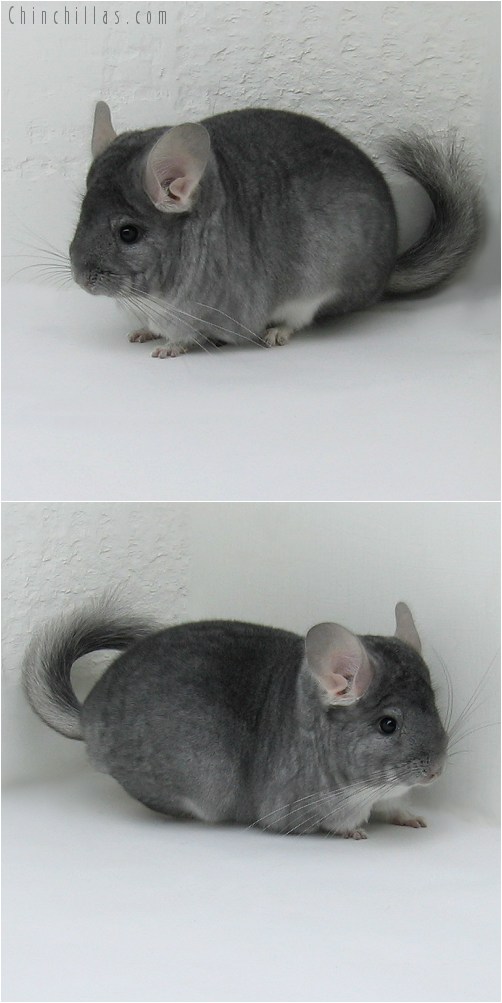 8052 Show Quality Sapphire Female Chinchilla