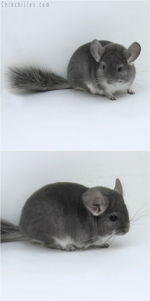 8071 Show Quality Violet ( Ebony Carrier ) Male Chinchilla