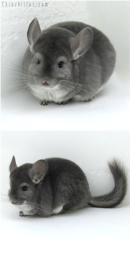 8061 Extra Large Premium Production Quality Violet ( Ebony Carrier ) Female Chinchilla