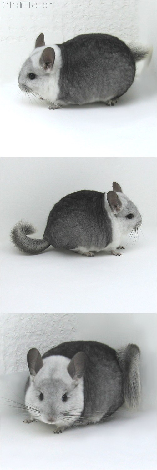 8066 Exceedingly Rare Extreme White Mosaic Female Chinchilla