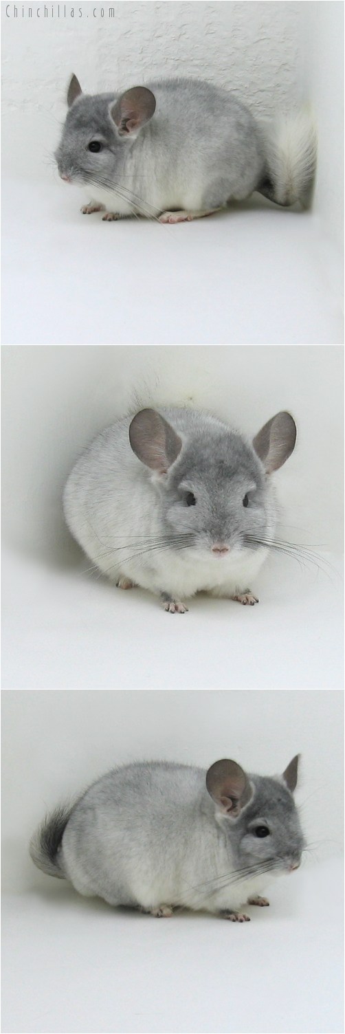 8084 Top Show Quality TOV Violet & White Male Chinchilla