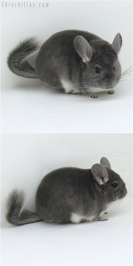 8002 Show Quality Violet Male Chinchilla