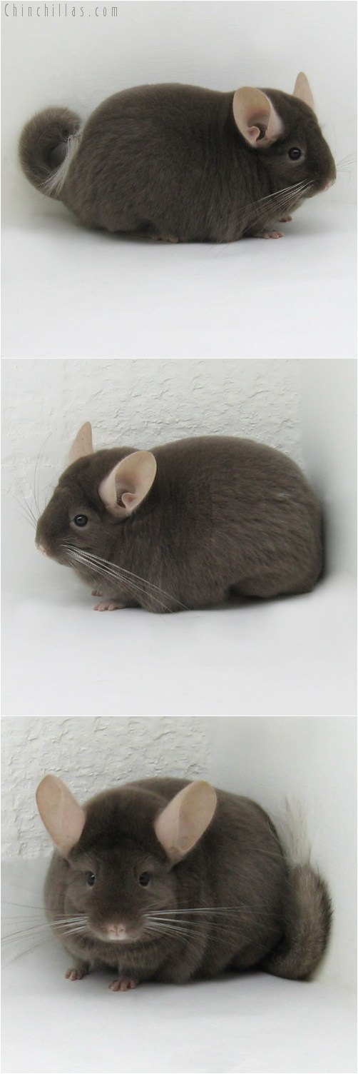 8104 Large Show Quality Dark Tan Female Chinchilla