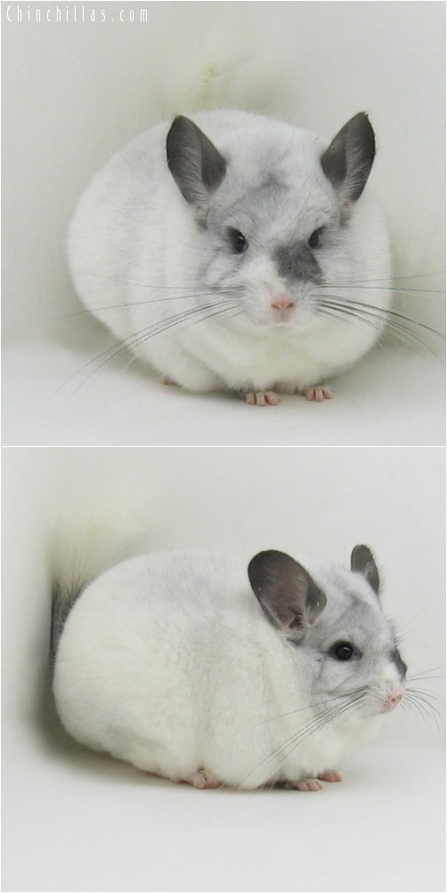 8109 Large Show Quality Extreme White Mosaic Female Chinchilla