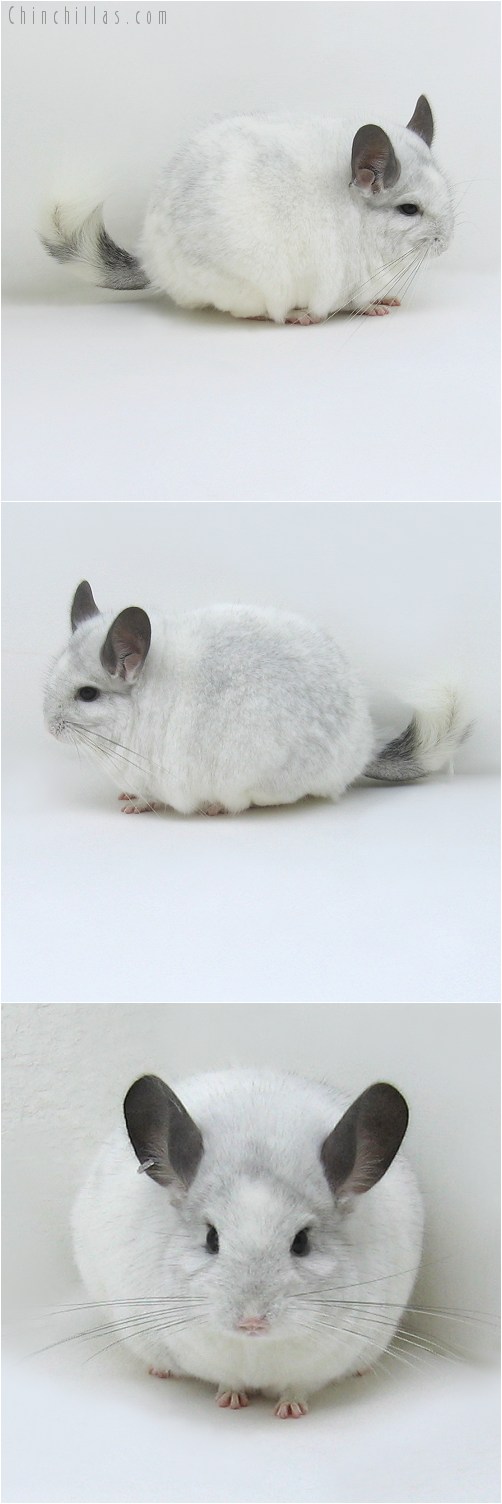 7241 Rare Extra Large White Mosaic ( Royal Persian Angora Carrier ) Female Chinchilla