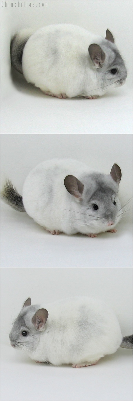 8005 Extra Large Premium Production Quality White Mosaic ( Ebony Carrier ) Female Chinchilla