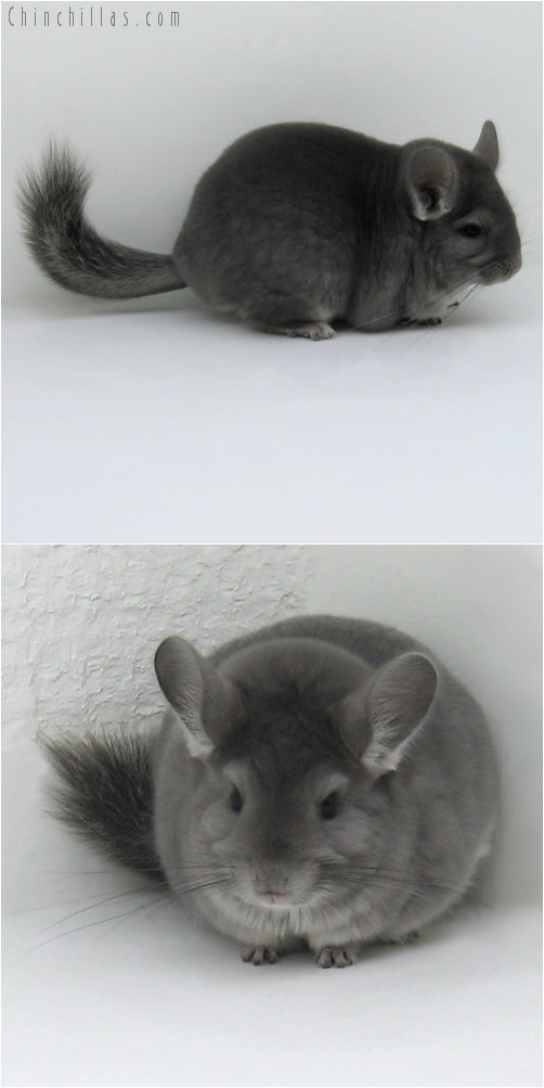 8088 Large Show Quality Violet ( Ebony Carrier ) Female Chinchilla