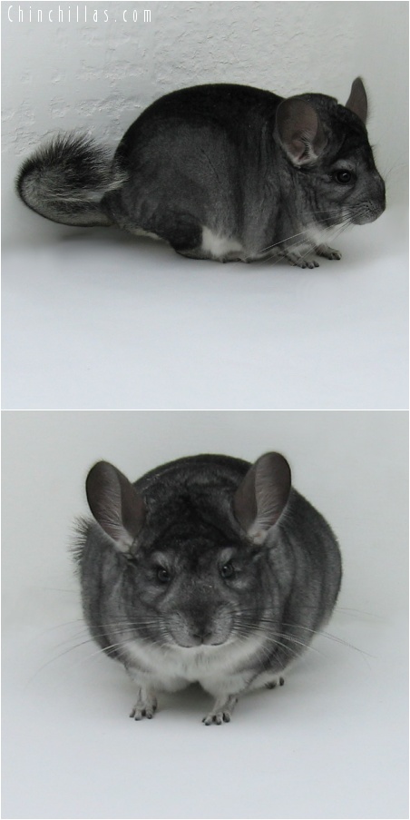 8039 Exceptionally Large Show Quality Standard ( Violet Carrier ) Male Chinchilla