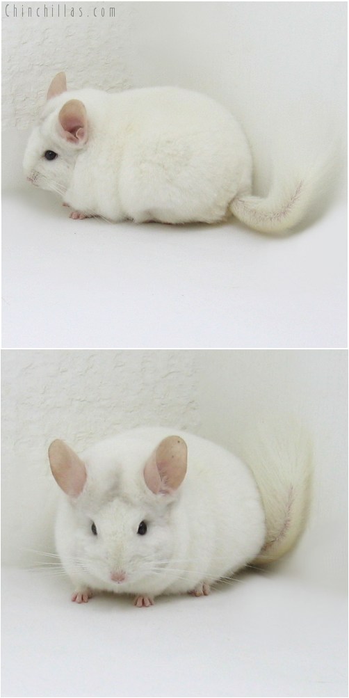 8087 Large Premium Production Quality Blocky Pink White Female Chinchilla