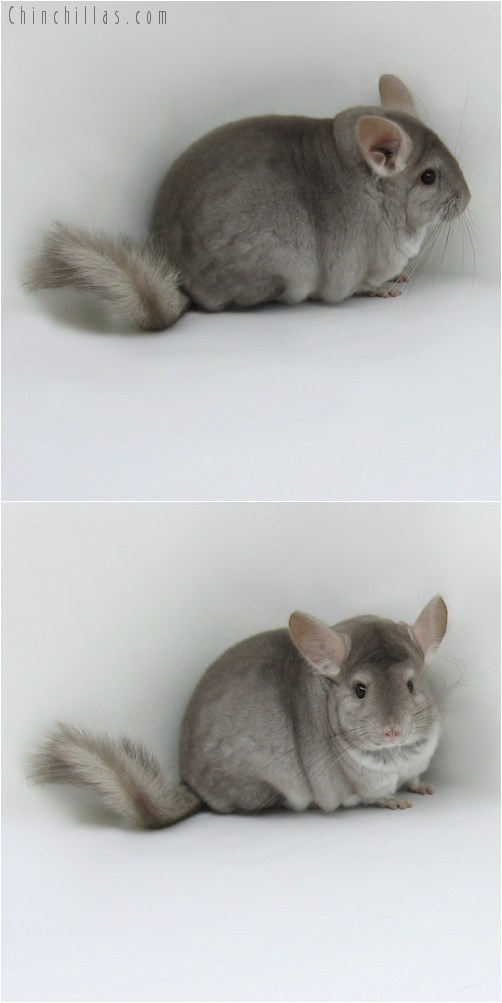 8078 Extra Large Premium Production Quality Beige Female Chinchilla