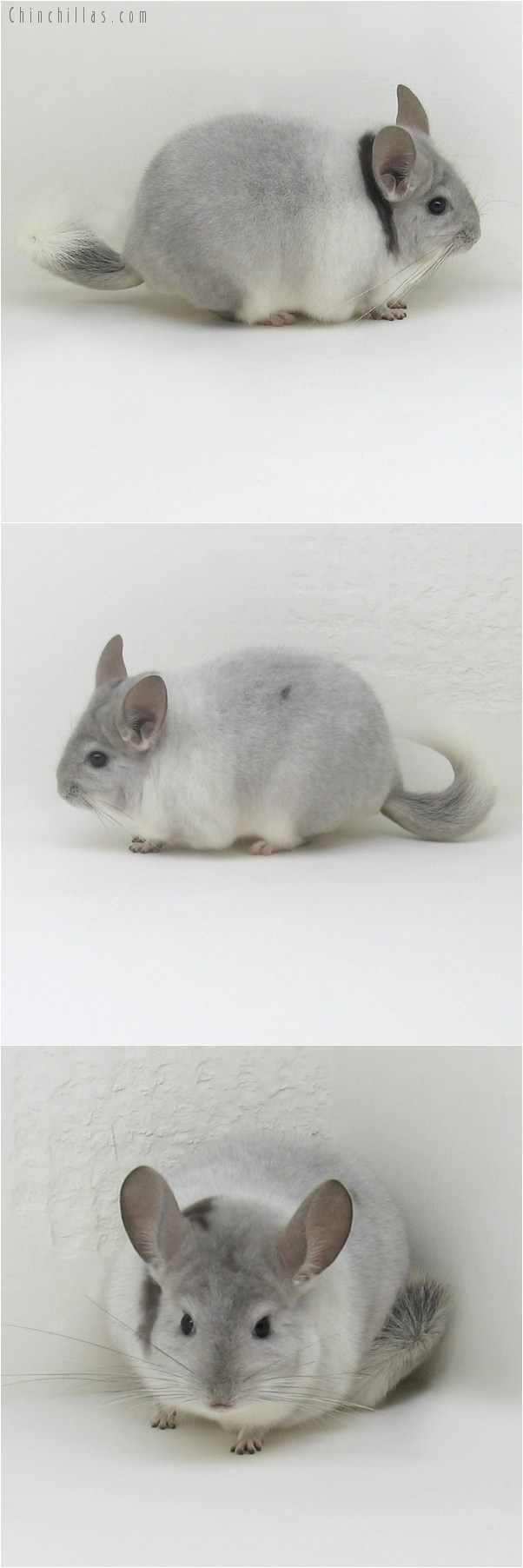 8117 Show Quality Violet & White Mosaic Male Chinchilla