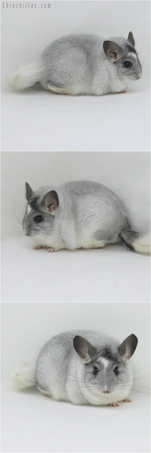 8115 Unique Extra Large Show Quality White Mosaic Male Chinchilla