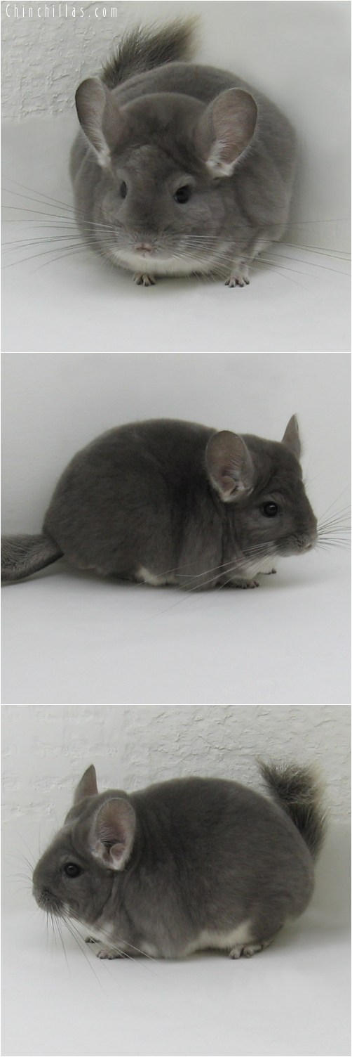 8120 Show Quality Violet Female Chinchilla