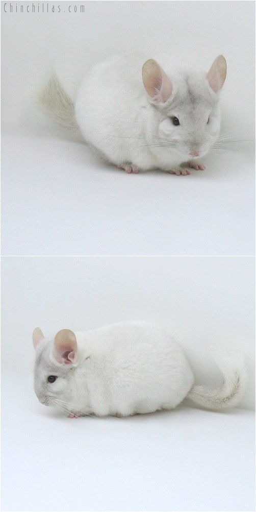 8082 Large Top Show Quality Pink White Male Chinchilla