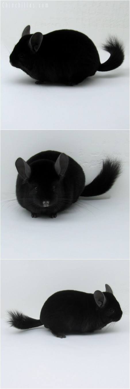 8067 Top Show Quality Extra Dark Ebony Male Chinchilla