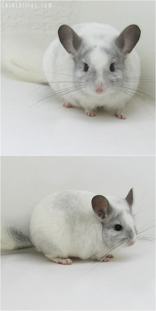 8103 Show Quality White Mosaic ( Ebony & Violet Carrier ) Male Chinchilla