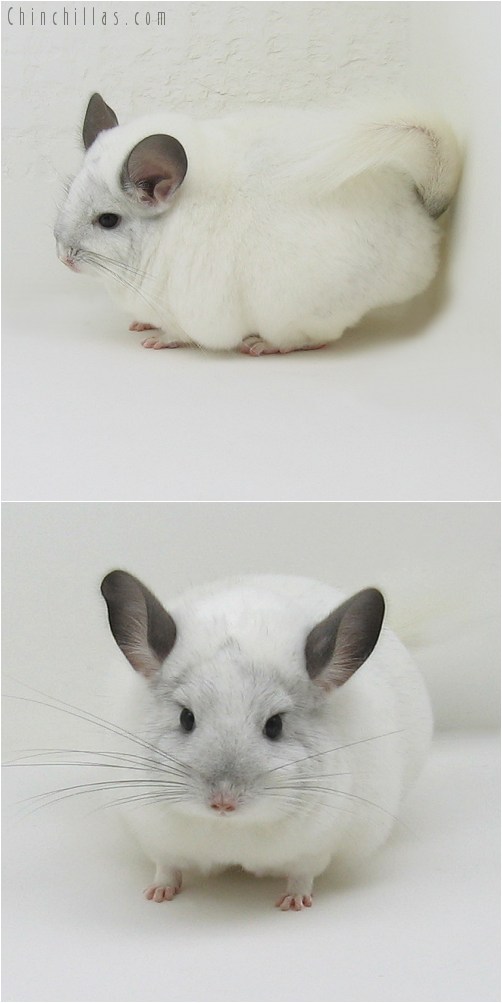 8119 Large Show Quality White Female Chinchilla