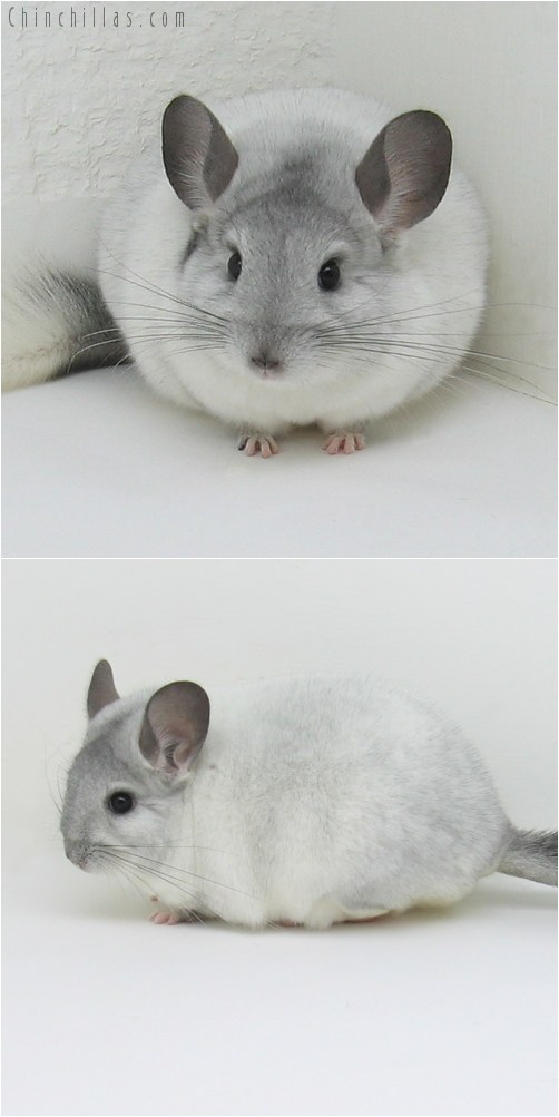 8081 Large Premium Production Quality White Mosaic Female Chinchilla