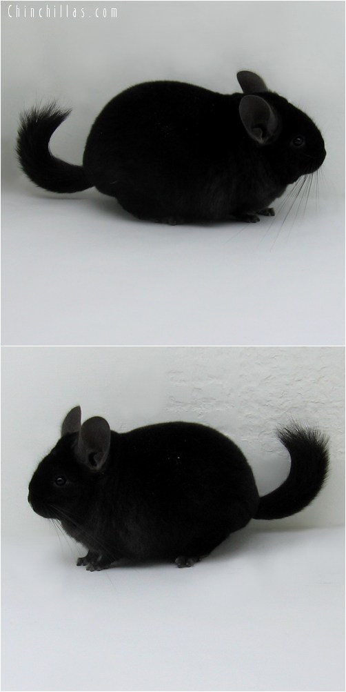 8089 Premium Production Quality Ebony Female Chinchilla