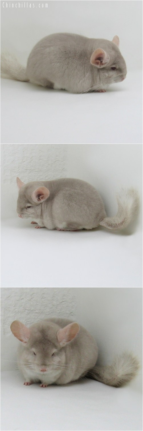 8125 Premium Production Quality Homo Beige Female Chinchilla