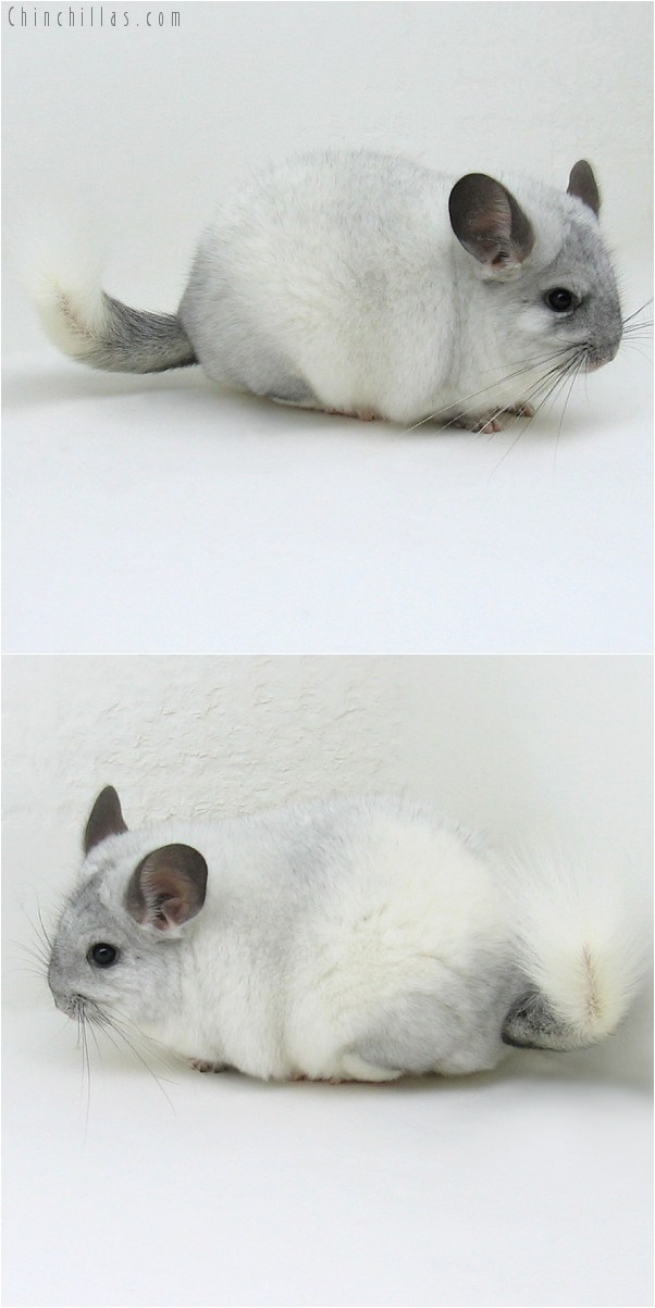 8097 Large Show Quality White Mosaic Female Chinchilla