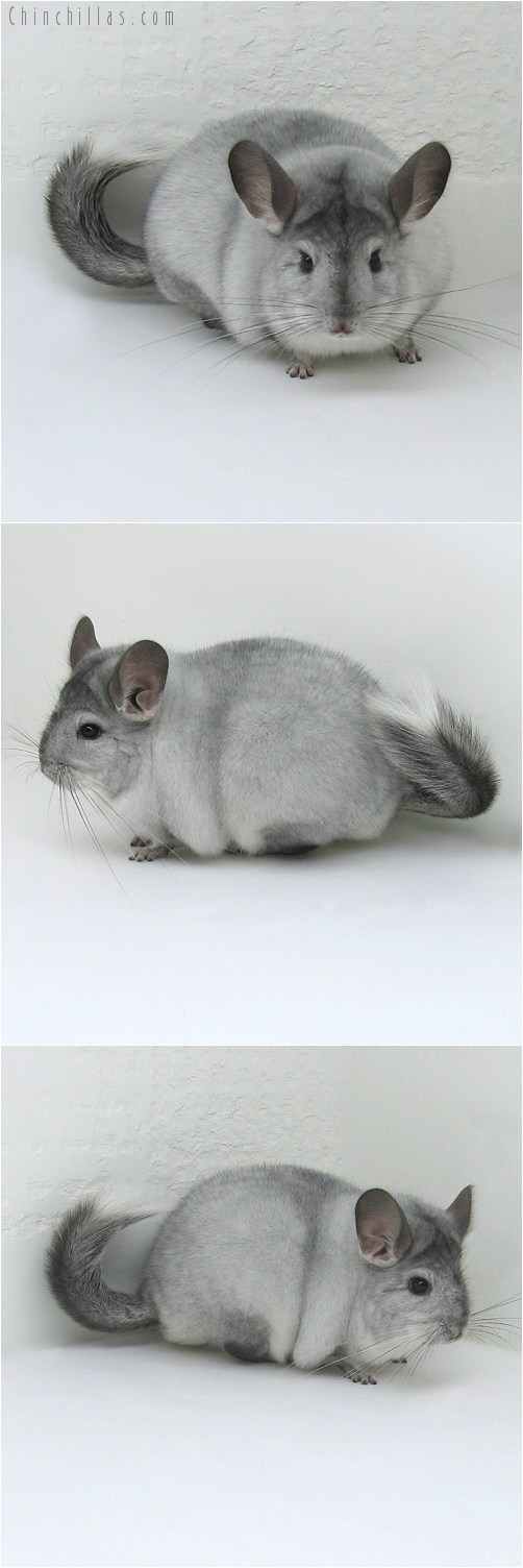 8086 Large Show Quality White Mosaic ( Ebony Carrier ) Female Chinchilla