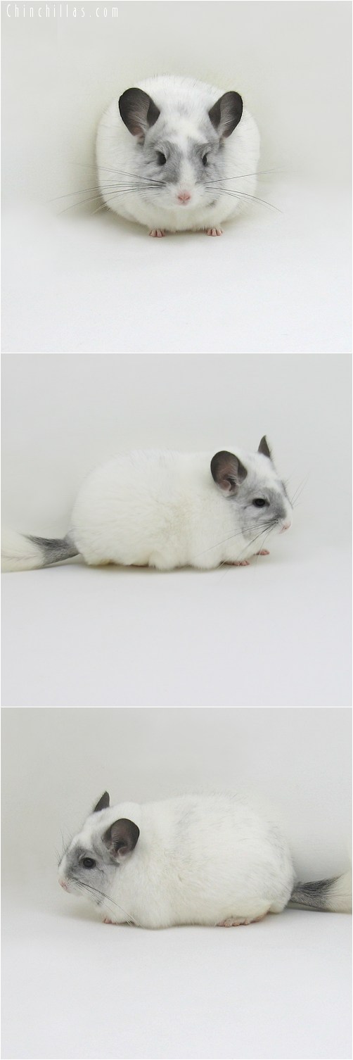 8126 Large Premium Production Quality White Mosaic Female Chinchilla