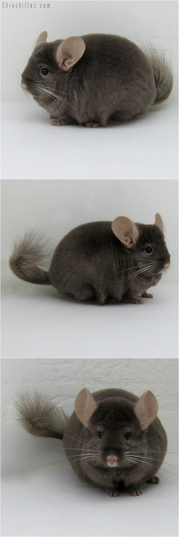 8099 Show Quality Tan Male Chinchilla