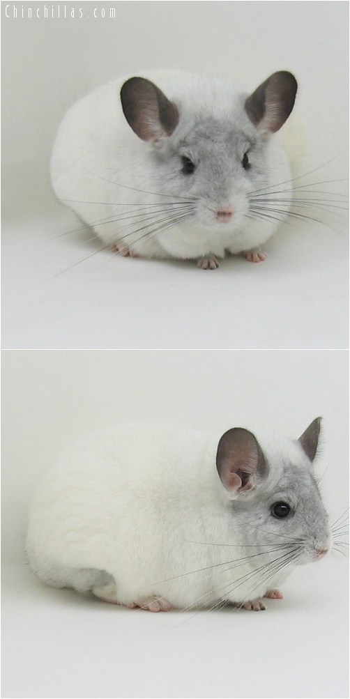 8108 Large Show Quality White Mosaic Female Chinchilla