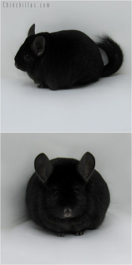 8111 Large Show Quality Ebony Female Chinchilla