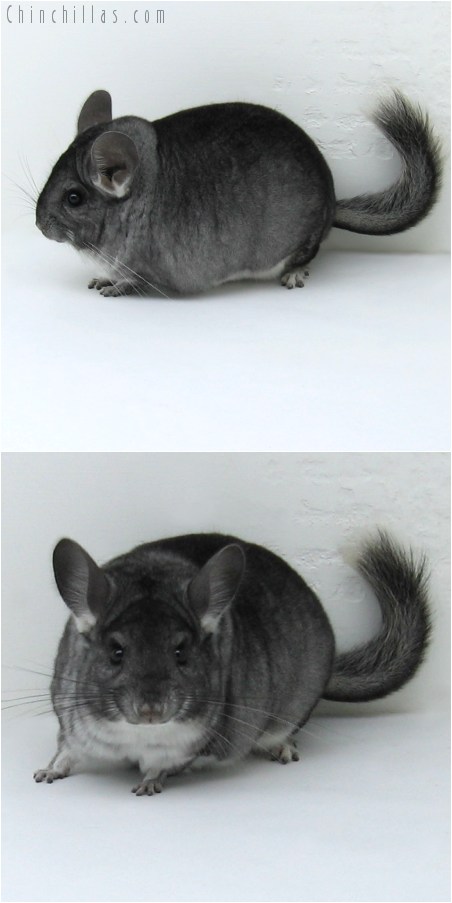 8056 Extra Large Show Quality Standard ( Violet Carrier ) Male Chinchilla