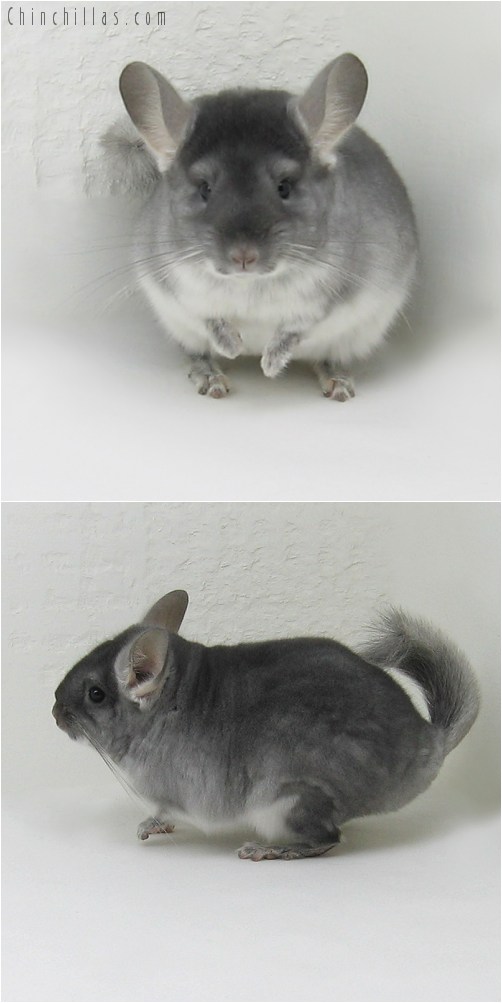 8118 Show Quality TOV Sapphire Female Chinchilla