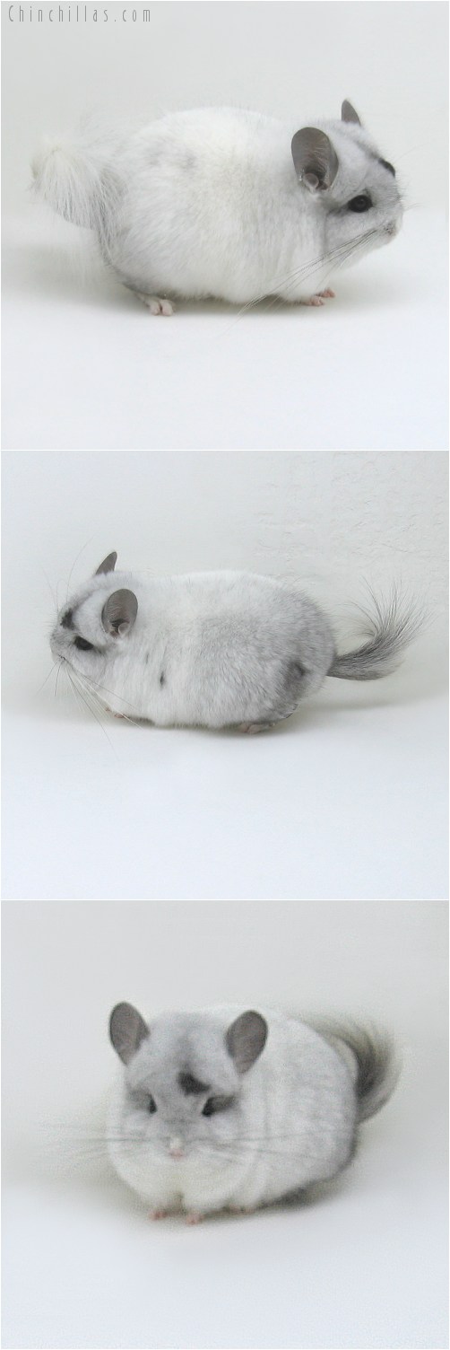 8128 Exceptional White Mosaic Royal Persian Angora Male Chinchilla