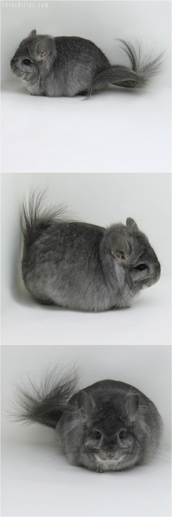 8132 Exceptional Standard Royal Persian Angora Female Chinchilla