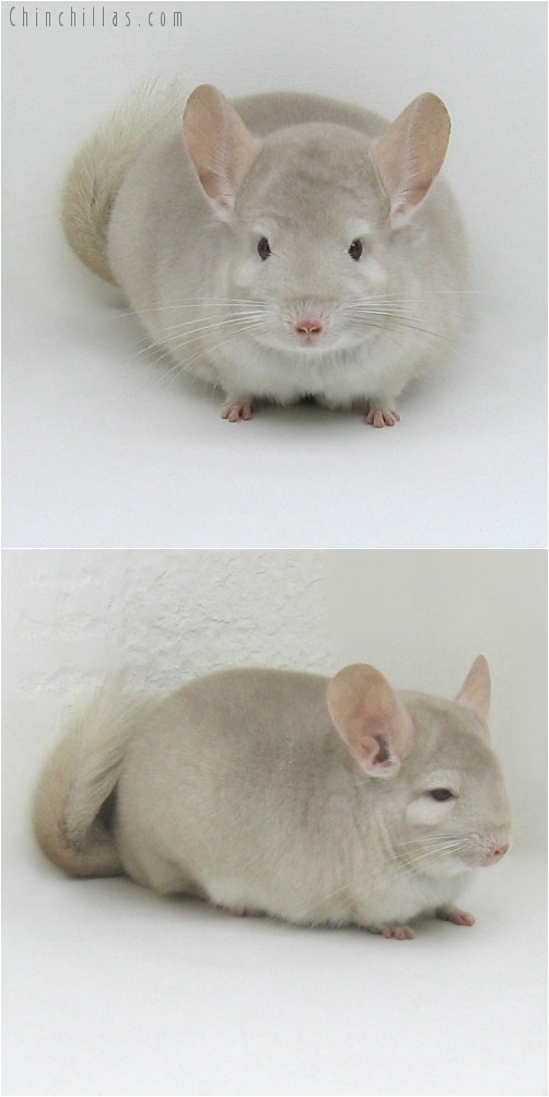 8129 Large Herd Improvement Quality Homo Beige Male Chinchilla