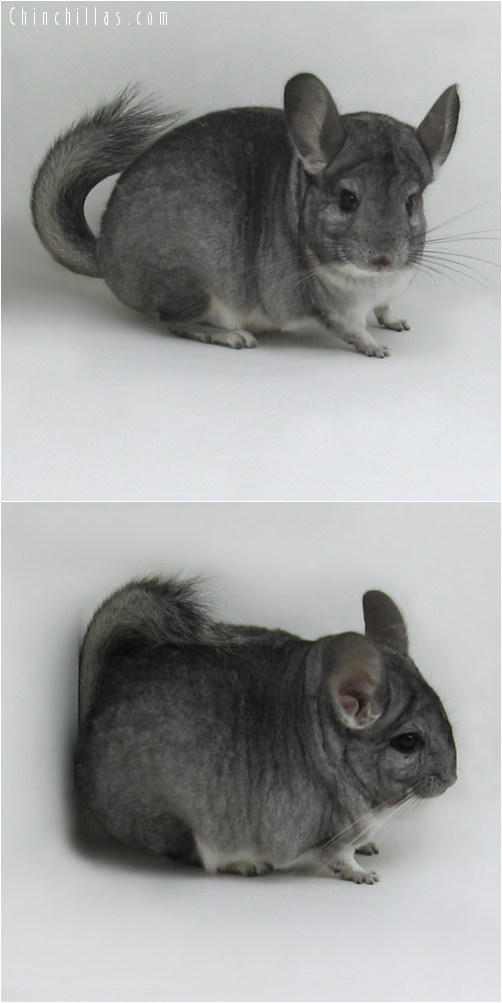 8131 Standard ( Sapphire Carrier ) Female Chinchilla