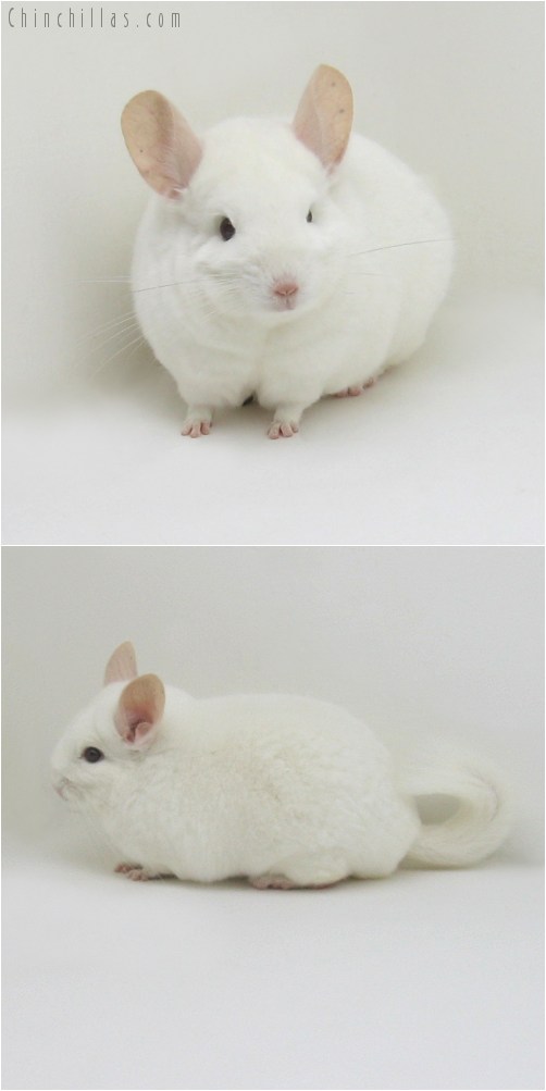 8116 Show Quality Pink White Female Chinchilla