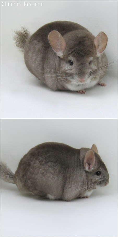 8134 Extra Large Show Quality Beige Male Chinchilla