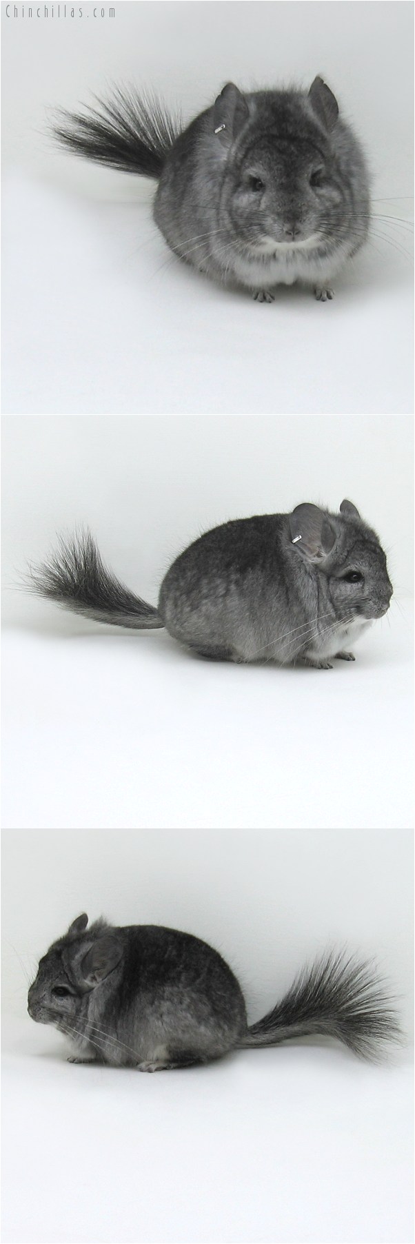 8135 Standard Royal Persian Angora Male Chinchilla