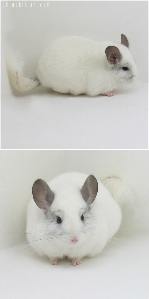 8072 Extra Large Herd Improvement Quality Predominantly White Male Chinchilla