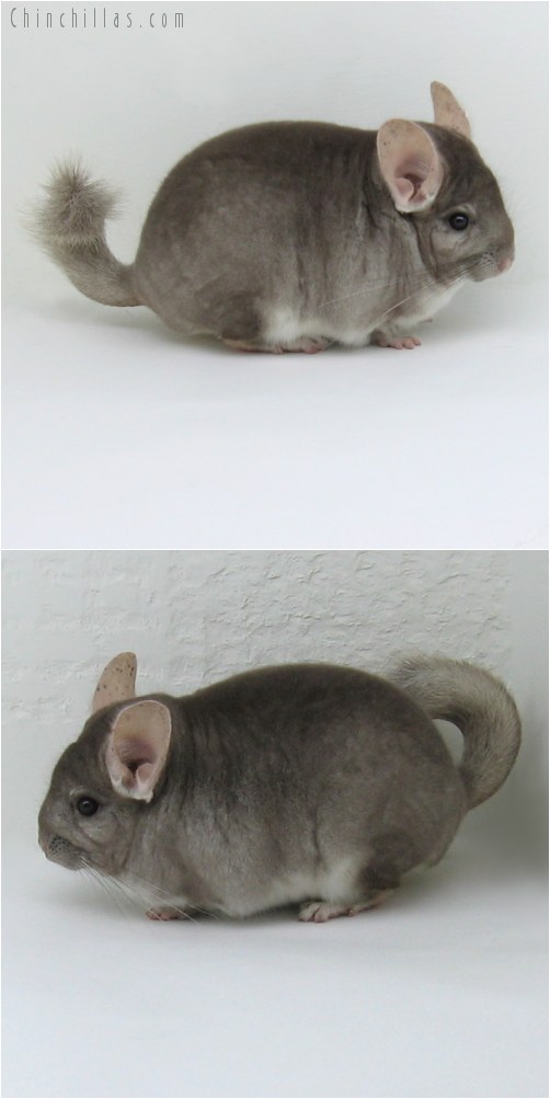 8058 Show Quality Beige Male Chinchilla