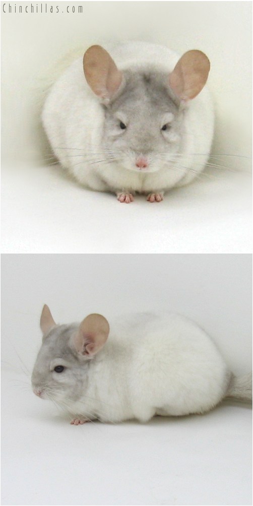 8102 Large Premium Production Quality Pink White Female Chinchilla