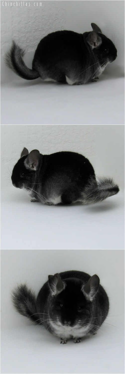 8074 Extra Large Show Quality Black Velvet Male Chinchilla